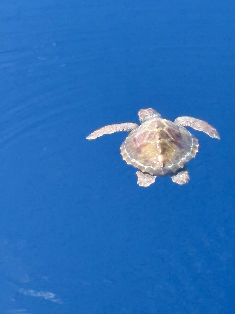 Meeresschildkröte im türkisen Wasser vor Mallorca